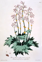 Rebarbora se špičatými ručně tvarovanými listy, ilustrace z 